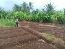 Bhabinkamtibmas Dara Kunci Cek Tanaman Jagung, Dukung Program Ketahanan Pangan