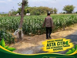 ANGGOTA POLSEK KEREK POLRESTA TUBAN PANTAU PERTUMBUHAN JAGUNG