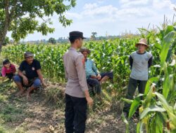 Dukung Asta Cita Presiden, Bhabinkamtibmas Polsek Tambakboyo Monitoring dan Sambang Petani Jagung