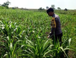 Dukung Astacita, Polsek Palang Polresta Tuban Pantau Langsung Lahan Jagung milik warga Desa Tegalbang