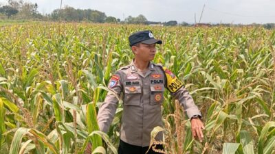 Dukung Astacita Presiden RI, Kanit Binmas Polsek Kenduruan Polresta Tuban Turun Langsung Mengecek Perkembangan Tanaman Jagung Petani
