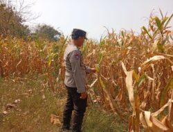 Polri Dukung Astacita, Polsek jenu Polres Tuban Turun Cek Tanaman Jagung Warga di Desa suwalan