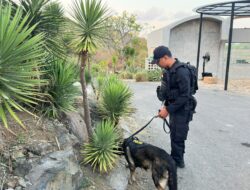 Cegah Ancaman Bom, Unit K-9 Sisir Area Pengamanan MotoGP Mandalika