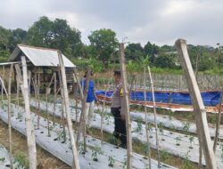 ANGGOTA POLSEK GRABAGAN SAMBANG DESA BINAAN, PANTAU LAHAN JAGUNG DAN MEMASTIKAN SISTEM IRIGASI MASIH LANCAR