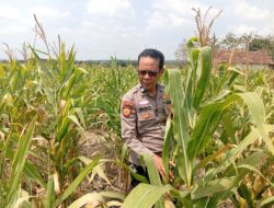 adukung Ketahanan Pangan Nasional, Polisi Polsek Kenduruan Polresta Tuban Cek Perkembangan Tanaman Jagung Milik Petani