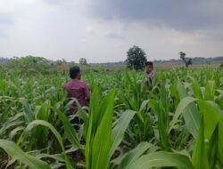 Polsek Grabagan Polresta Tuban Turun Langsung Cek Tanaman Jagung Warga