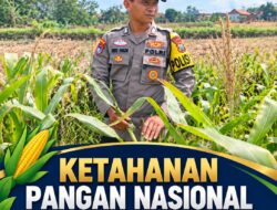 Dukung Ketahanan Pangan Nasional, Polsek Kenduruan Polresta Tuban Pantau Perkembangan Tanaman Jagung Milik Petani