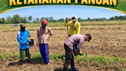 Dukung Program Ketahanan Pangan Anggota Bhabinkamtimas Polsek Senori Polres Tuban Polda Jatim Menanam Jagung Bersama Warga Desa Leran