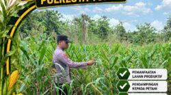 Polsek Bangilan Dukung Ketahanan Pangan Nasional