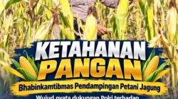 Mendukung Program Ketahanan Pangan, Bhabinkamtibmas Monitoring Pertumbuhan Jagung