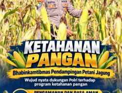 Mendukung Program Ketahanan Pangan, Bhabinkamtibmas Monitoring Pertumbuhan Jagung