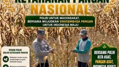 Dukung Ketahanan Pangan Nasional, Bripda Dodi Monitoring Hasil Panen Jagung di Desa Tergambang