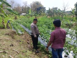 ANGGOTA POLSEK GRABAGAN SAMBANG DESA BINAAN, PANTAU LAHAN JAGUNG DAN MEMASTIKAN SISTEM IRIGASI MASIH LANCAR