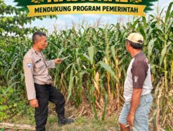 Polsek Parengan Polresta Tuban Pantau Lahan Jagung Warga Desa Ngawun Dukung Program Astacita
