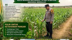 POLSEK KEREK POLRESTA TUBAN LAKUKAN PEMANTAUAN TANAMAN JAGUNG WARGA BINAAN, DUKUNG KETAHANAN PANGAN NASIONAL