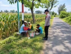 Dukung Ketahanan Pangan, Bhabinkamtibmas Polsek Tambakboyo Monitoring Lahan Jagung Warga