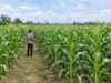 Dukung Ketahanan Pangan Nasional, Polsek Tambakboyo Monitoring Lahan Jagung Warga Binaan