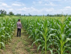 Dukung Ketahanan Pangan Nasional, Polsek Tambakboyo Monitoring Lahan Jagung Warga Binaan