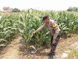 Dukung Astacita, Polsek Jatirogo Cek Langsung Ladang Jagung Warga Desa Bader