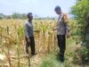 Dukung Ketahanan Pangan Nasional dan Program Asta Cita, Bhabinkamtibmas Desa Pernek Sambangi Warga Panen Jagung dan Dorong Pemanfaatan Pekarangan