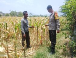 Dukung Ketahanan Pangan Nasional dan Program Asta Cita, Bhabinkamtibmas Desa Pernek Sambangi Warga Panen Jagung dan Dorong Pemanfaatan Pekarangan