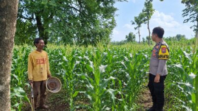 Dukung Program Ketahanan Pangan, Bhabinkamtibmas Polsek Tambakboyo Monitoring Lahan Jagung Warga