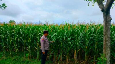 Dukung Astacita Presiden RI, Polmas Polsek Jenu Polresta Tuban Cek Perkembangan Tanaman Jagung Milik Petani