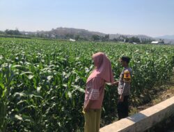 Dukung Program Prioritas Ketahanan Pangan, Bhabinkamtibmas Desa Rhee Sambangi Petani Jagung di Dusun Penyampang