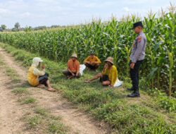 Dukung Ketahanan Pangan Nasional, Bhabinkamtibmas Polsek Tambakboyo Monitoring dan Dialogis Dengan Petani Jagung