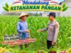 Anggota Bhabinkamtibmas Polsek Senori Polresta Tuban Lakukan Pemantauan Tanaman Jagung Warga Desa Jatisari Dukung Program Ketahanan Pangan