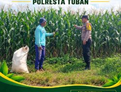 “BHABINKAMTIBMAS DESA SUMBERARUM PANTAU PERTUMBUHAN TANAMAN JAGUNG DI DESA BINAAN”