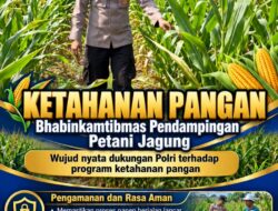 Mendukung Program Ketahanan Pangan, Bhabinkamtibmas Monitoring Pertumbuhan Jagung