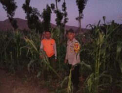 BHABINKAMTIBMAS TEKASIRE SAMBANGI PETANI JAGUNG DI LADANG, DORONG KETAHANAN PANGAN NASIONAL