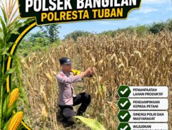 Polsek Bangilan Laksanakan Monitoring Ketahanan pangan Tanaman Jagung Diwilayah Bangilan