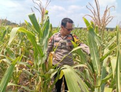 Dukung astacita Presiden RI, Polmas Polsek Kenduruan cek perkembangan tanaman jagung milik petani