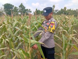 Dukung Astacita Presiden Ri, Kanit Binmas Polsek Kenduruan Polresta Tuban Cek Perkembangan Tanaman Jagung Milik Petani