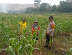 Dukung Ketahanan Pangan, Bhabinkamtibmas Polres Bima Kota Cek Tanaman Jagung Warga Binaan