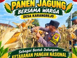 Dukung Ketahanan Pangan Nasional, Briptu Dodi Eko Anggota Polsek Bancar Ikut Panen Jagung Bersama Warga Karangrejo