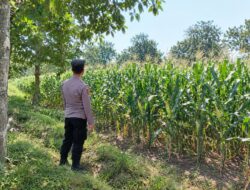 Dukung Ketahanan Pangan Nasional, Polsek Tambakboyo Monitoring Lahan Jagung Binaan