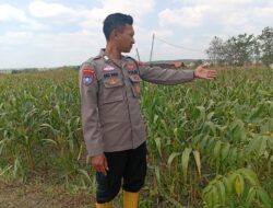 Dukung Astacita Presiden, Kanit Binmas Polsek Kenduruan Polresta Tuban Cek Perkembangan Tanaman Jagung Petani