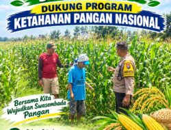 Polsek Jatirogo Polresta Tuban Turun ke Ladang, Kawal Langsung Jagung Warga Desa Bader