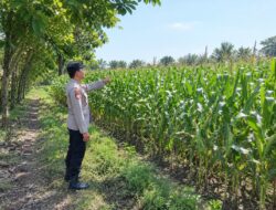 Dukung Ketahanan Pangan Nasional, Bhabinkamtibmas Polsek Tambakboyo Monitoring Pertumbuhan Lahan Jagung Binaan
