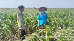 Polisi Polsek jenu Polres Tuban Turun ke Ladang, Dampingi Petani Jagung Dukung Ketahanan Pangan