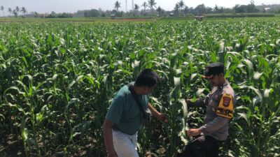 Dukung Program Ketahanan Pangan Nasional, Bhabinkamtibmas Desa Rhee Sambangi Petani Jagung di Dusun Penyampang