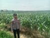 Anggota Polsek Singgahan Polresta Tuban Turun Cek Tanaman jagung Warga di Desa Lajo Lor