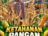 Mendukung Program Ketahanan Pangan, Bhabinkamtibmas Monitoring Pertumbuhan Jagung