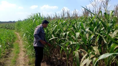 Polsek Parengan Polresta Tuban Pantau Lahan Jagung Warga Desa Pacing Dukung Program Astacita