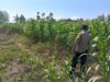 Polsek Soko Polresta Tuban Turun Langsung Cek Tanaman Jagung Warga