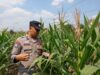 Dukung Astacita Presiden RI, Bhabinkamtibmas Polsek Kenduruan Polresta Tuban Cek Perkembangan Tanaman Jagung Petani