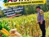 Mendukung Asta Cita Presiden bhabinkamtibmas Polsek Montong Polresta Tuban Pantau Kodisi Tanaman Jagung Milik Warga Desa pakel